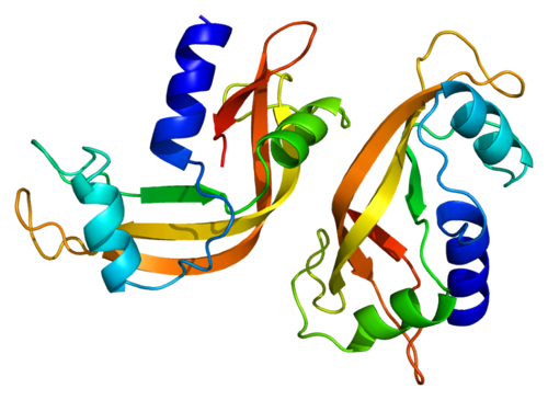 Ribonuclease 4